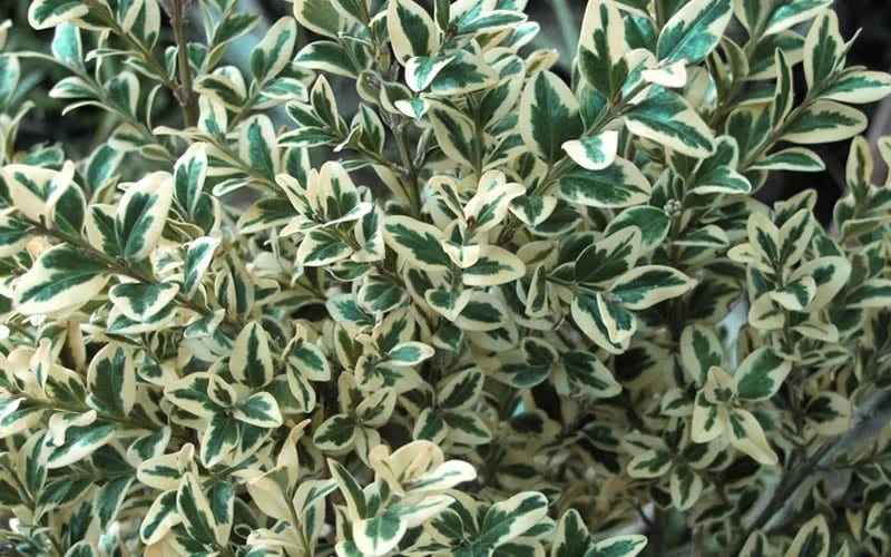 Dwarf Variegated Boxwood - 2 Gallon Pot 8 Dwarf Variegated Boxwood - 2 Gallon Pot - Image 6