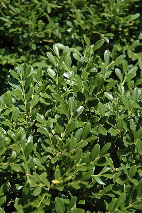 Franklins Gem Dwarf Boxwood - 3 Gallon Pot 3 Franklins Gem Dwarf Boxwood - 3 Gallon Pot