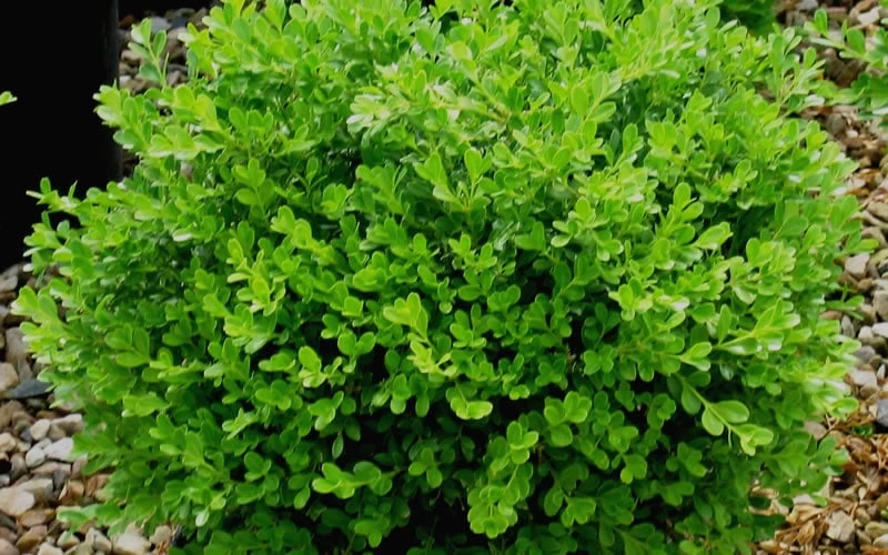 Franklins Gem Dwarf Boxwood - 6 Pack Of 1 Gallon Pots 6 Franklins Gem Dwarf Boxwood - 6 Pack Of 1 Gallon Pots - Image 4
