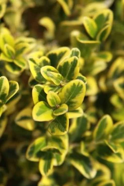 Golden Triumph Variegated Dwarf Boxwood - 1 Gallon Pot 13 Golden Triumph Variegated Dwarf Boxwood - 1 Gallon Pot -SHRUBS and BUSHES Store Boxwood Golden Triumph 3 2