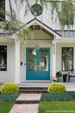 Golden Triumph Variegated Dwarf Boxwood - 3 Gallon Pot -SHRUBS and BUSHES Store Boxwood Golden Triumph 7 1