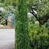 Graham Blandy Columnar Boxwood - 5 Gallon Pot 2 Graham Blandy Columnar Boxwood - 5 Gallon Pot -SHRUBS and BUSHES Store Boxwood Graham Blandy 1 4