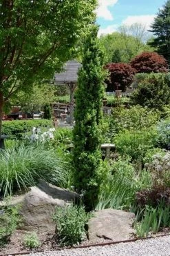 Graham Blandy Columnar Boxwood - 3 Gallon Pot -SHRUBS and BUSHES Store Boxwood Graham Blandy 2 2