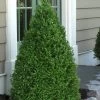 Green Mountain Boxwood - 2.5 Quart Pot 1 Green Mountain Boxwood - 2.5 Quart Pot -SHRUBS and BUSHES Store Boxwood Green Mountain 11 2