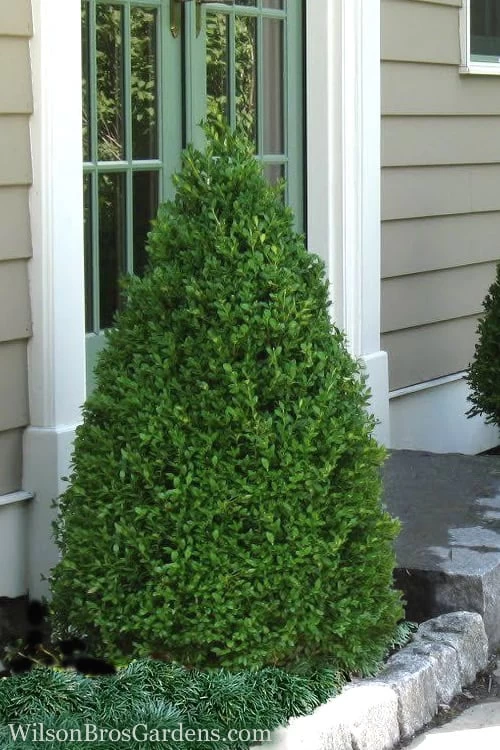 Green Mountain Boxwood - 3 Gallon Pot 3 Green Mountain Boxwood - 3 Gallon Pot