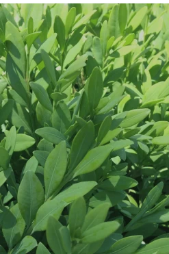 Green Mountain Boxwood - 1 Gallon Pot -SHRUBS and BUSHES Store Boxwood Green Mountain 12 3