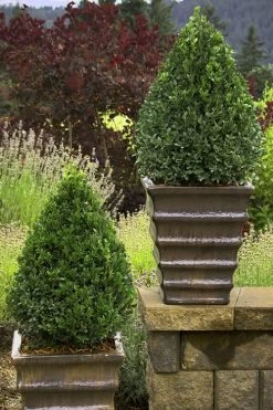 Green Mountain Boxwood - 3 Gallon Pot 12 Green Mountain Boxwood - 3 Gallon Pot -SHRUBS and BUSHES Store Boxwood Green Mountain 23 6