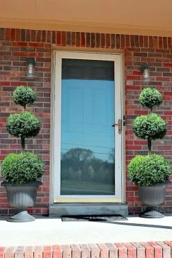 Common Boxwood 3-Ball Poodle Tier Topiary (Buxus Sempervirens) - 5 Gallon Pot -SHRUBS and BUSHES Store Boxwood Green Mountain 3 Ball Poodle Tier 3