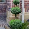 Common Boxwood 3-Ball Poodle Tier Topiary (Buxus Sempervirens) - 5 Gallon Pot -SHRUBS and BUSHES Store Boxwood Green Mountain 3 Ball Poodle Tier 4