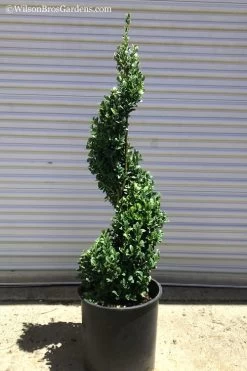 Green Mountain Boxwood Spiral Topiary - 5 Gallon Pot 9 Green Mountain Boxwood Spiral Topiary - 5 Gallon Pot -SHRUBS and BUSHES Store Boxwood Green Mountain Spiral 1