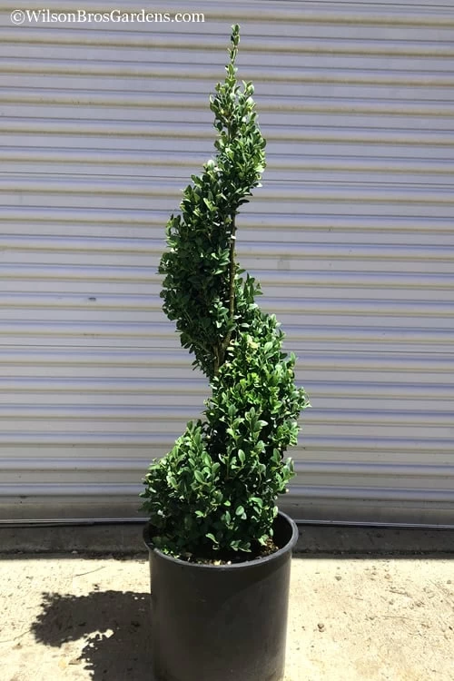 Green Mountain Boxwood Spiral Topiary - 5 Gallon Pot 6 Green Mountain Boxwood Spiral Topiary - 5 Gallon Pot - Image 4