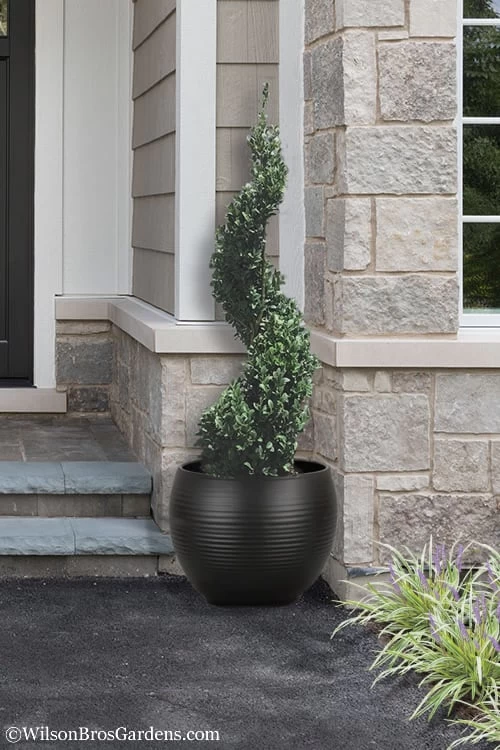 Green Mountain Boxwood Spiral Topiary - 5 Gallon Pot 3 Green Mountain Boxwood Spiral Topiary - 5 Gallon Pot