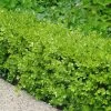 Japanese Boxwood (Buxus Microphylla) - 7 Gallon Pot -SHRUBS and BUSHES Store Boxwood Japanese 500x750 2