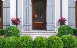 Japanese Boxwood - Buxus Microphylla - 3 Gallon Pot 14 Japanese Boxwood - Buxus Microphylla - 3 Gallon Pot -SHRUBS and BUSHES Store Boxwood Japanese Entryway 2