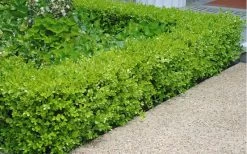Japanese Boxwood - Buxus Microphylla - 6 Pack Of 1 Gallon Pots -SHRUBS and BUSHES Store Boxwood Japanese Hedge 2