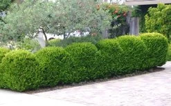 Japanese Boxwood - Buxus Microphylla - 6 Pack Of 1 Gallon Pots -SHRUBS and BUSHES Store Boxwood Japanese Hedge 3