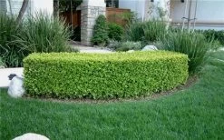 Japanese Boxwood - Buxus Microphylla - 3 Gallon Pot 16 Japanese Boxwood - Buxus Microphylla - 3 Gallon Pot -SHRUBS and BUSHES Store Boxwood Japanese Hedge 4