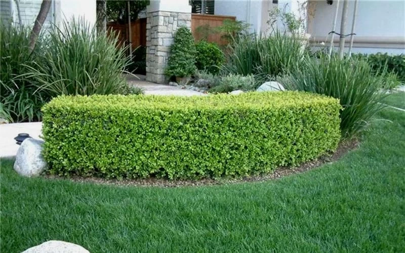 Japanese Boxwood - Buxus Microphylla - 3 Gallon Pot 9 Japanese Boxwood - Buxus Microphylla - 3 Gallon Pot - Image 7