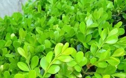 Japanese Boxwood - Buxus Microphylla - 3 Gallon Pot 17 Japanese Boxwood - Buxus Microphylla - 3 Gallon Pot -SHRUBS and BUSHES Store Boxwood Japanese Leaves Closeup 2