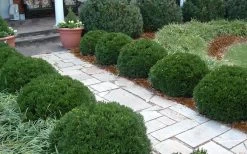 Justin Brouwers Dwarf Boxwood - 6 Pack Of 1 Gallon Pots -SHRUBS and BUSHES Store Boxwood Justin Brouwers In Landscape 1