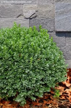 Korean Dwarf Boxwood - Buxus Sinica Var. Insularis 'Nana' - 6 Pack Of 1 Gallon Pots -SHRUBS and BUSHES Store Boxwood Korean Dwarf Insularis Nana 1