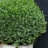 Korean Dwarf Boxwood - Buxus Sinica Var. Insularis 'Nana' - 6 Pack Of 1 Gallon Pots 1 Korean Dwarf Boxwood - Buxus Sinica Var. Insularis 'Nana' - 6 Pack Of 1 Gallon Pots -SHRUBS and BUSHES Store Boxwood Korean Dwarf Insularis Nana 5