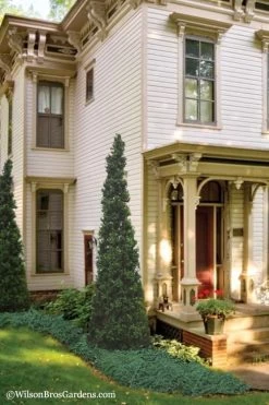 Pyramid Boxwood (Buxus Sempervirens 'Pyramidalis) - 1 Gallon Pot 9 Pyramid Boxwood (Buxus Sempervirens 'Pyramidalis) - 1 Gallon Pot -SHRUBS and BUSHES Store Boxwood Pyramidalis 11