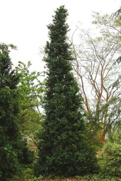 Pyramid Boxwood (Buxus Sempervirens 'Pyramidalis) - 1 Gallon Pot