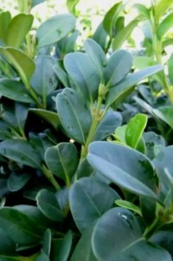 Shadow Sentry Pyramidal Boxwood - 3 Gallon Pot -SHRUBS and BUSHES Store Boxwood Shadow Sentry 1