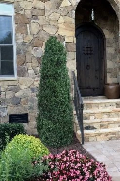 Shadow Sentry Pyramidal Boxwood - 3 Gallon Pot -SHRUBS and BUSHES Store Boxwood Shadow Sentry 3