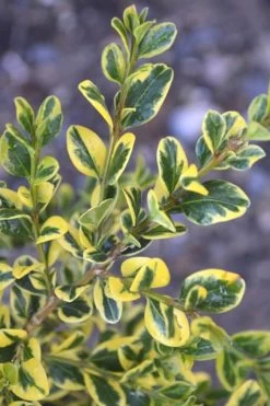 Sunburst Variegated Korean Boxwood - 1 Gallon Pot -SHRUBS and BUSHES Store Boxwood Sunburst