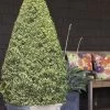 Variegated Boxwood Cone Topiary (Buxus Sempervirens 'Variegata') - 5 Gallon Pot -SHRUBS and BUSHES Store Boxwood Variegated Cone 10