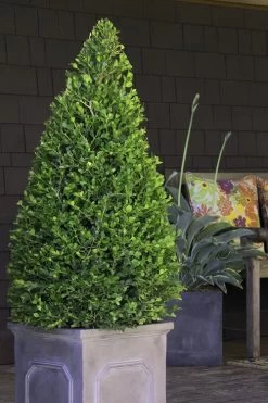 Wintergreen Boxwood - 6 Pack Of 1 Gallon Pots -SHRUBS and BUSHES Store Boxwood Wintergreen 11 1