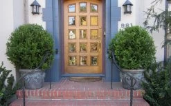 Wintergreen Boxwood - 3 Gallon Pot -SHRUBS and BUSHES Store Boxwood Wintergreen 12 2