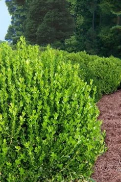 Wintergreen Boxwood - 3 Gallon Pot -SHRUBS and BUSHES Store Boxwood Wintergreen 500x750 3