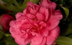 Alabama Beauty Camellia Sasanqua - 1 Gallon Pot -SHRUBS and BUSHES Store Camellia Alabama Beauty 50