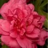 Alabama Beauty Camellia Sasanqua - 1 Gallon Pot -SHRUBS and BUSHES Store Camellia Alabama Beauty 500x750 1