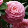 April Pink Cold Hardy Camellia Japonica - 3 Gallon Pot 2 April Pink Cold Hardy Camellia Japonica - 3 Gallon Pot -SHRUBS and BUSHES Store Camellia April Pink 1