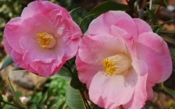 April Remembered Cold Hardy Pink Camellia Japonica - 3 Gallon Pot -SHRUBS and BUSHES Store Camellia April Remembered 1