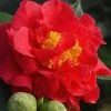 Blood Of China Fragrant Red Camellia Japonica - 3 Gallon Pot 1 Blood Of China Fragrant Red Camellia Japonica - 3 Gallon Pot -SHRUBS and BUSHES Store Camellia Blood Of China 1
