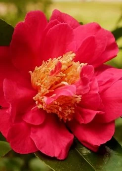 Blood Of China Fragrant Red Camellia Japonica - 3 Gallon Pot 9 Blood Of China Fragrant Red Camellia Japonica - 3 Gallon Pot -SHRUBS and BUSHES Store Camellia Blood Of China 3