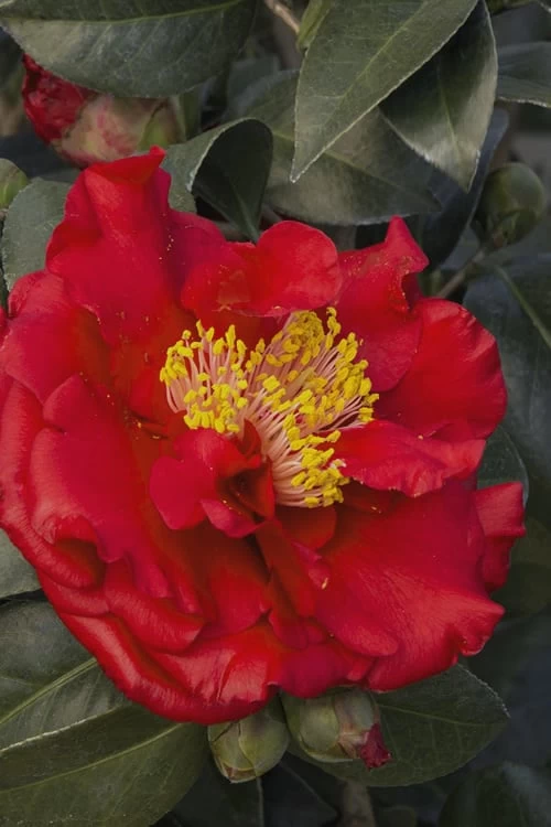 Bob Hope Camellia Japonica - 3 Gallon Pot 6 Bob Hope Camellia Japonica - 3 Gallon Pot - Image 4
