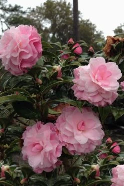 Buttons 'n Bows Camellia Hybrid - 3 Gallon Pot -SHRUBS and BUSHES Store Camellia Buttons And Bows 1