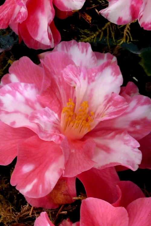 Coral Delight Camellia Hybrid - 3 Gallon Pot 6 Coral Delight Camellia Hybrid - 3 Gallon Pot - Image 4