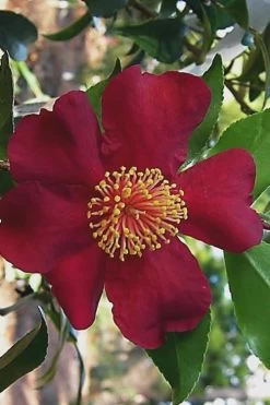 October Magic Crimson 'N Clover Camellia - 3 Gallon Pot -SHRUBS and BUSHES Store Camellia Crimson N Clover 1