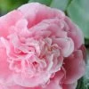 Debutante Pink Camellia Japonica - 1 Gallon Pot 1 Debutante Pink Camellia Japonica - 1 Gallon Pot -SHRUBS and BUSHES Store Camellia Debutante 500x750 2