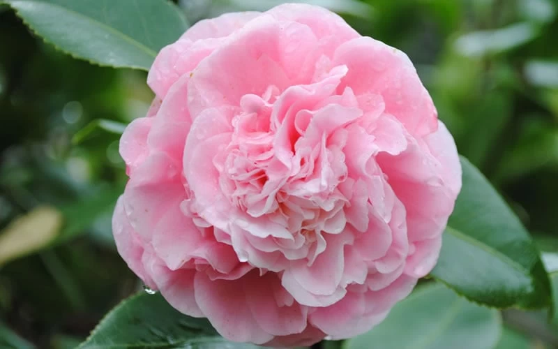Debutante Pink Camellia Japonica - 6 Pack Of 1 Gallon Pots 7 Debutante Pink Camellia Japonica - 6 Pack Of 1 Gallon Pots - Image 5