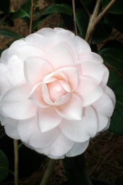 Goggy Camellia Japonica - 3 Gallon Pot 9 Goggy Camellia Japonica - 3 Gallon Pot -SHRUBS and BUSHES Store Camellia Goggy 3