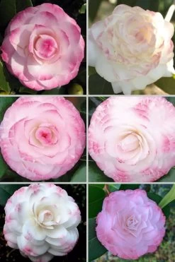 Grace Albritton Camellia Japonica - 3 Gallon Pot 9 Grace Albritton Camellia Japonica - 3 Gallon Pot -SHRUBS and BUSHES Store Camellia Grace Albritton 4 1