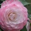 Grace Albritton Camellia Japonica - 1 Gallon Pot